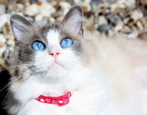 cat-2105657_1280