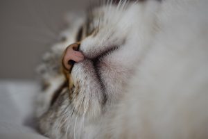 cat-4142373_1280