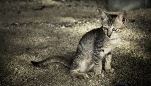 cat-2333455_1280