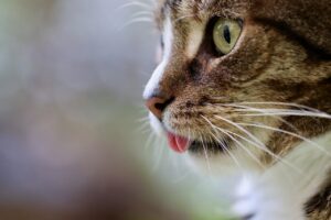 cat-g6f9aa4217_1280