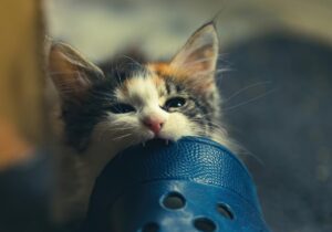kitten-g893e17626_1280