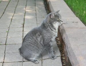 cat-g0add5a0ed_1280